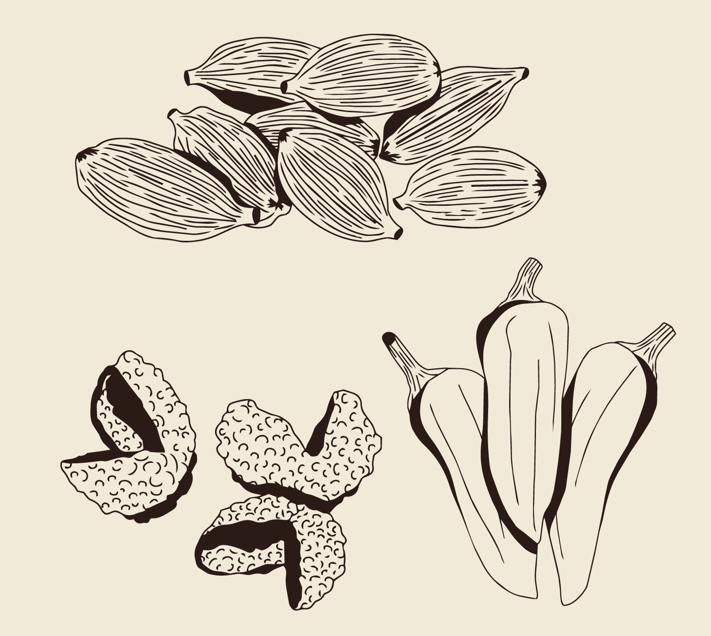 Identité Visuelle Terre de cacao Illustration